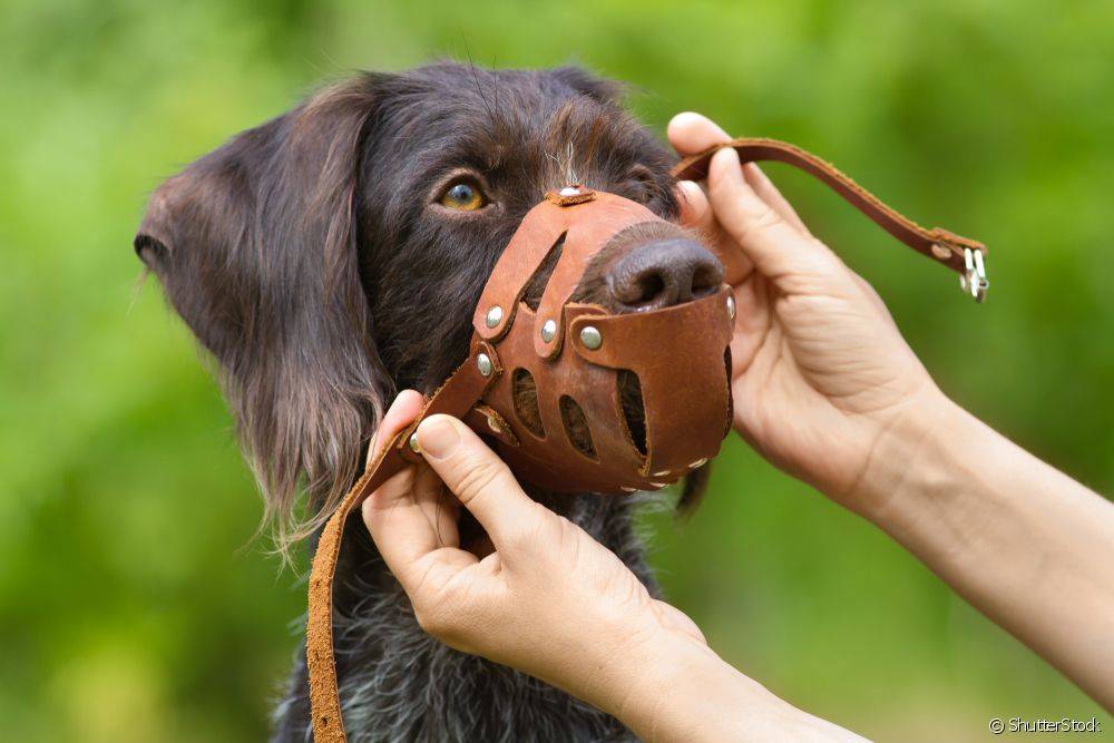 Polêmica: Protetores reagem a Projeto de Lei que obriga cães a usarem focinheiras